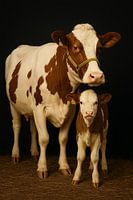 Cow with calf