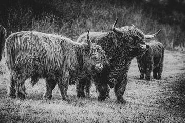 Schotse hooglanders in zwart wit van Dirk van Egmond
