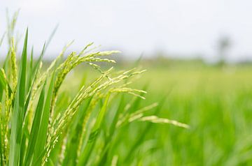 Rice field, Bali, Indonesia