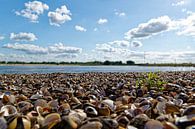 Shell beach along the Waal River. by Tim Hartelo thumbnail