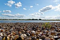 Shell beach along the Waal River.