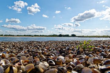 Schelpenstrand langs de Waal. van Tim Hartelo