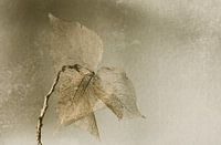 Still life of autumn leaves