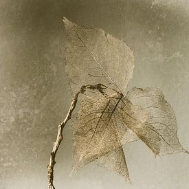 Stilleven van  herfstbladeren van Ellen Driesse