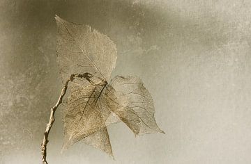 Nature morte de feuilles d'automne sur Ellen Driesse