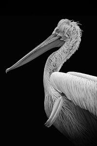 Portret pelikaan in zwart-wit van Marjolein van Middelkoop