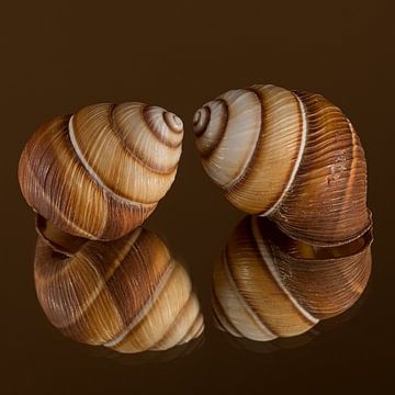 Warme bruintinten: Twee spiraal schelpen samen van Marjolijn van den Berg