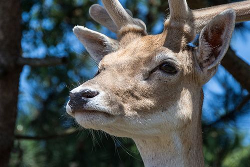 Bok met bast-gewei