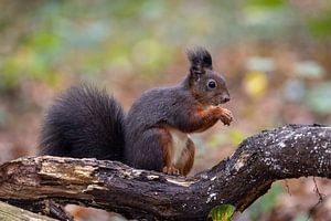Eichhörnchen im Wald mit Herbstfarben.