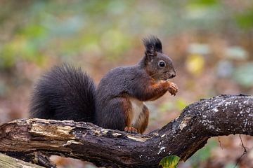 Squirrel in the forest with autumn colors. by Janny Beimers