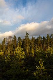 sunny forest van Stefan Pronk