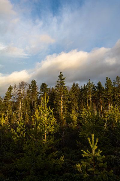 forêt ensoleillée par Stefan Pronk