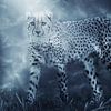 Jachtluipaard, ook wel bekend als de cheeta van Fotografie Jeronimo