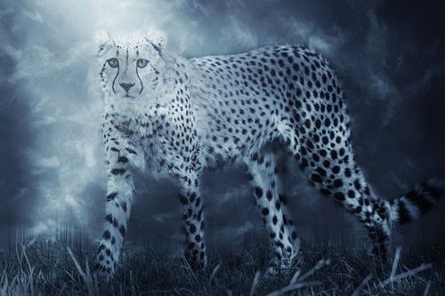 Jachtluipaard, ook wel bekend als de cheeta