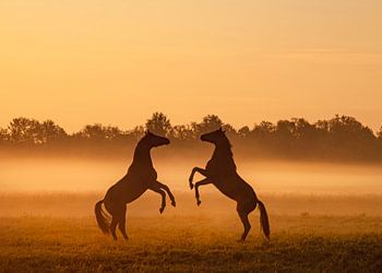 Horses dancing in the mist