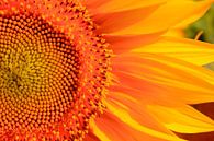 Sonnenblume von Thomas Jäger Miniaturansicht