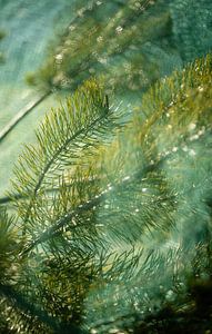 Kiefernzweige im sanften Grün – Botanische Abstraktion