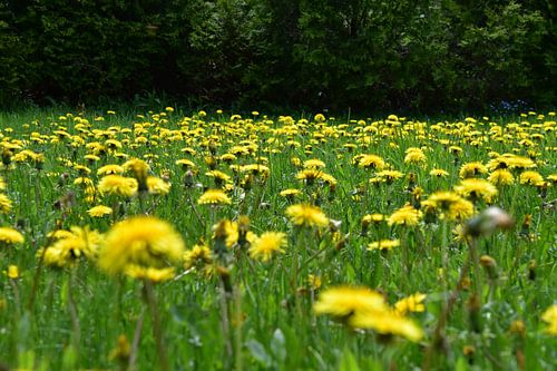 Een paardebloemgebied in bloei