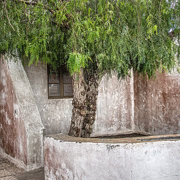 Tree in a very small courtyard in Lanzarote by Harrie Muis