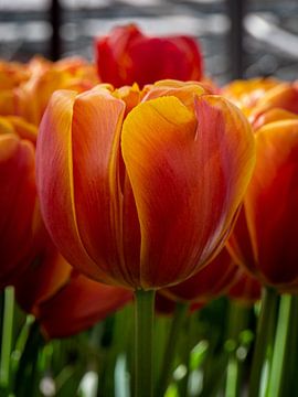 Tulips at the Keukenhof by Matthijs Noordeloos