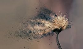 Transitoire sur Jos Verhoeven