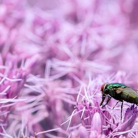 A macro of a fly on a purple/pink flowerbed von noeky1980 photography