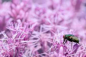 A macro of a fly on a purple/pink flowerbed