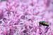 A macro of a fly on a purple/pink flowerbed sur noeky1980 photography