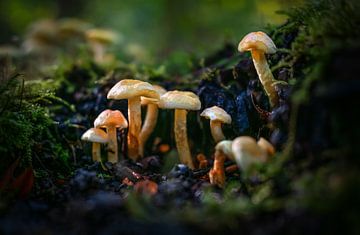 Familie kleine paddenstoelen in het bos van Chihong
