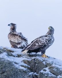 Zwei Seeadler im winterlichen Lofoten von Manon Huls