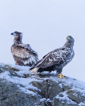 Two white-tailed eagles in the Lofoten Islands in winter