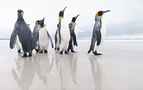 Koningspinguïn groep