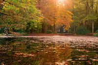 Trauerweide über Wasser