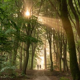 Wandelen naar het licht van Verrassende Fotografie