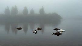 Het (slapende) Zwanenmeer von Edwin Muller