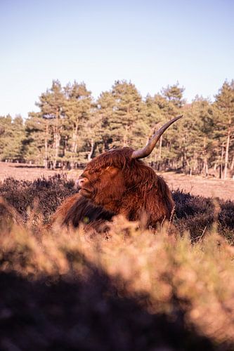 Schottischer Highlander Wezepsche Heide