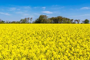 Rapsfeld mit Bäumen und blauen Himmel bei Parkentin