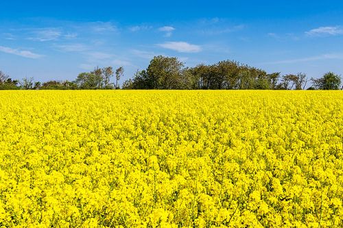 Koolzaadveld met bomen en blauwe lucht bij Parkentin