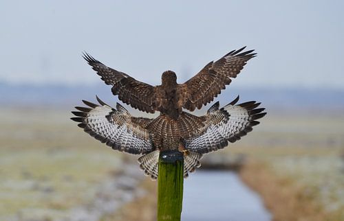 Totempaal von Ruud Scherpenisse