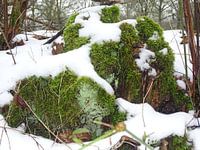 Mos overdekt met sneeuw
