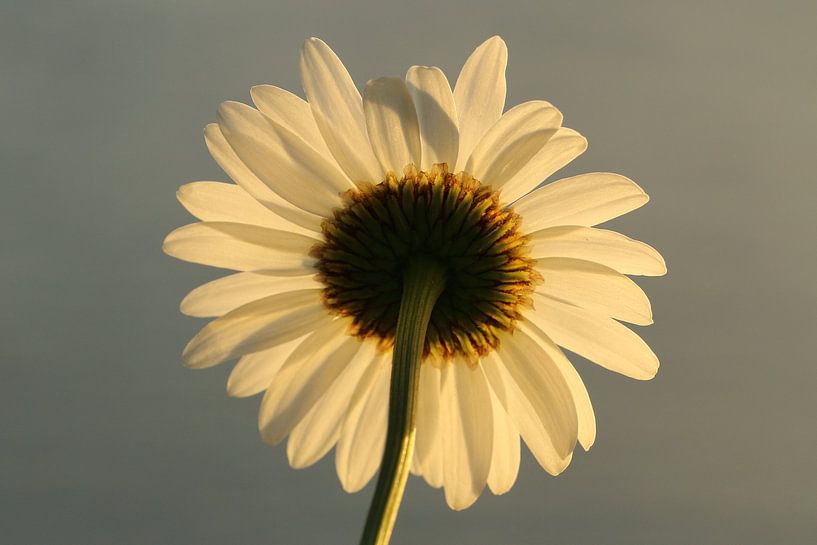 Margriet by Corné Stam