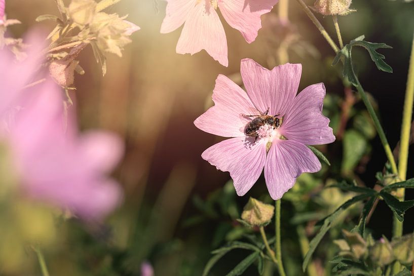 Pink flower with soft blue background. Flower five-piece cheesecloth by Jolanda Aalbers