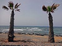 Palm trees on the sea