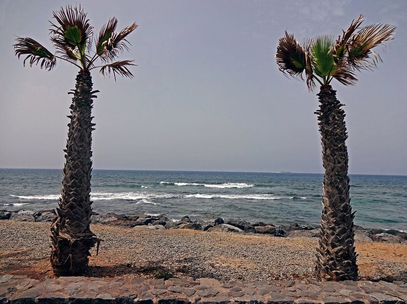 Palmen auf dem Meer von Ron van der Meer