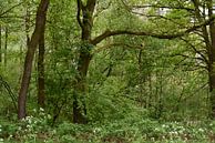 Bäume, Büsche, Zweige von Monique Pulles Miniaturansicht