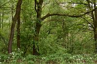 Arbres, buissons, branches.