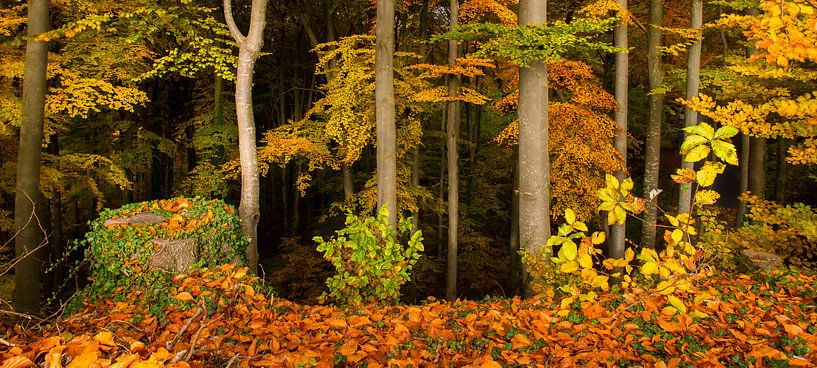 In het loofbos van Denis Feiner