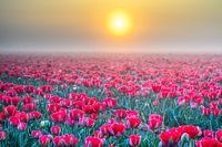 Foggy tulips at sunrise