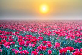 Neblige Tulpen bei Sonnenaufgang von Frank Laurens