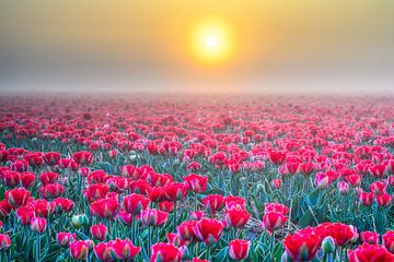 Mistige tulpen bij zonsopkomst van Frank Laurens